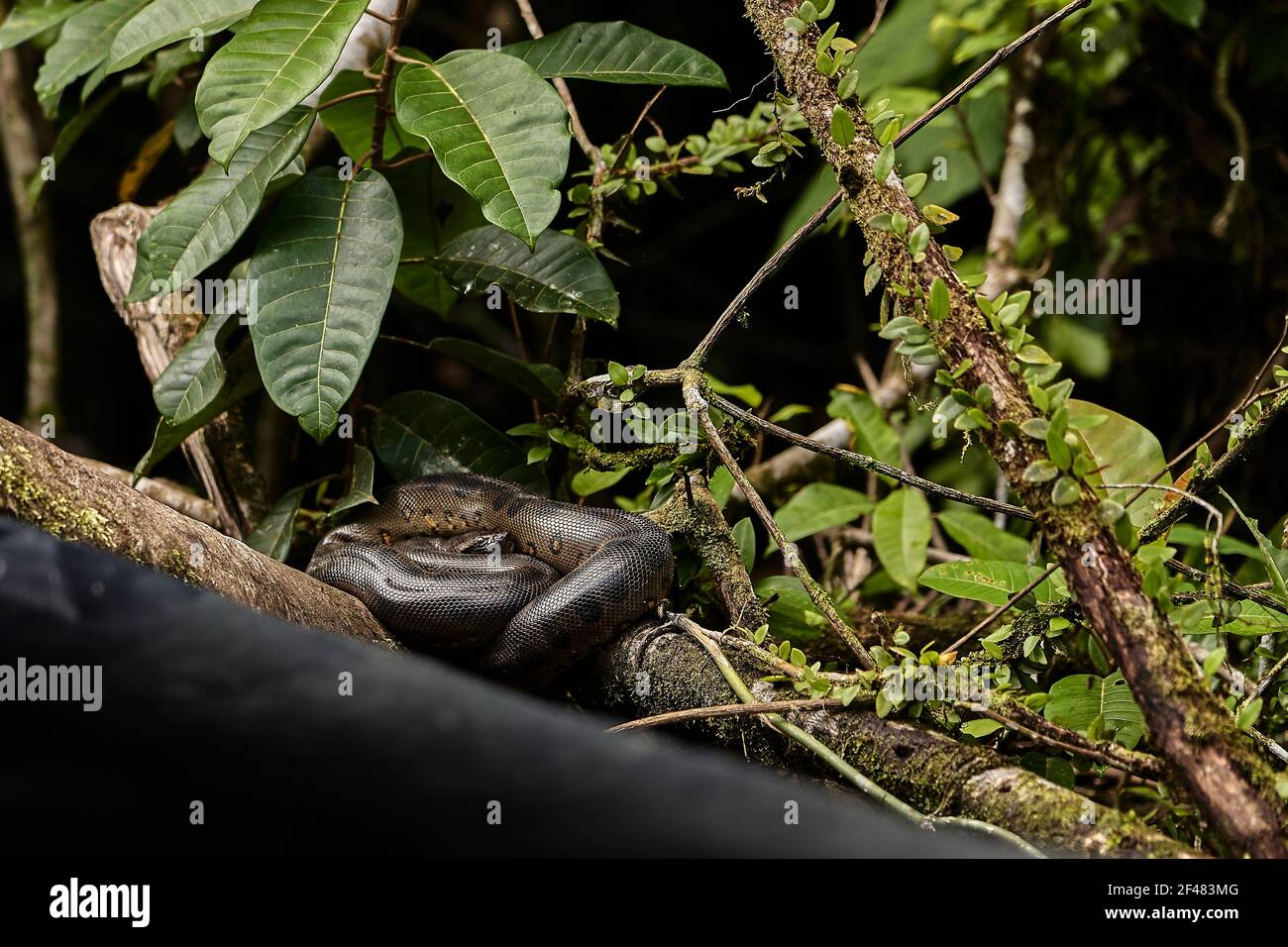 Die grüne Anakonda, Eunectes murinus, auch riesige oder gemeinsame Anakonda, gemeinsame Wasserboa, ist in Südamerika gefunden und die schwerste Schlangenart, es ist Stockfoto