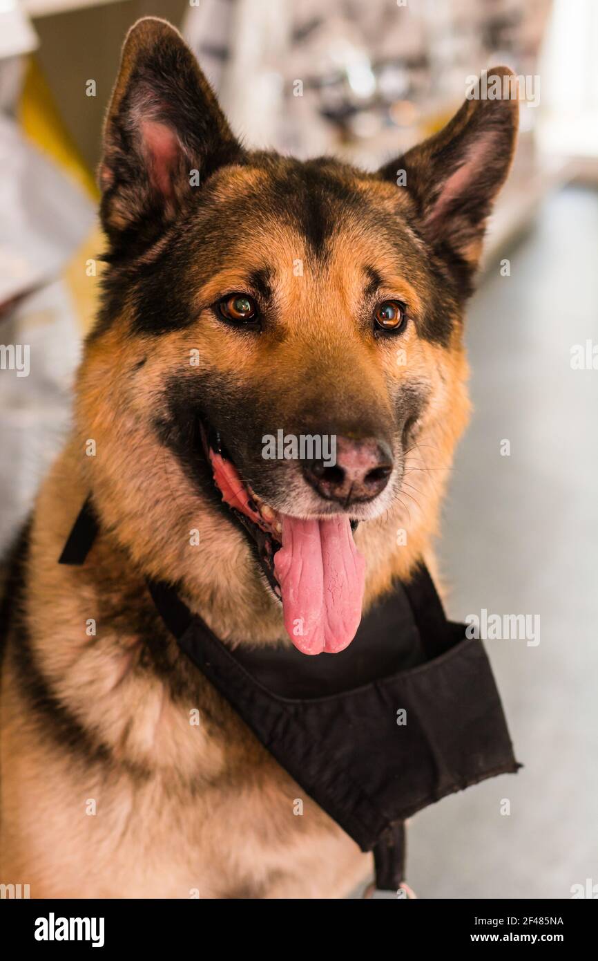 Schöne große Hunderasse in der Tierklinik mit dem Schnauze am Hals Stockfoto