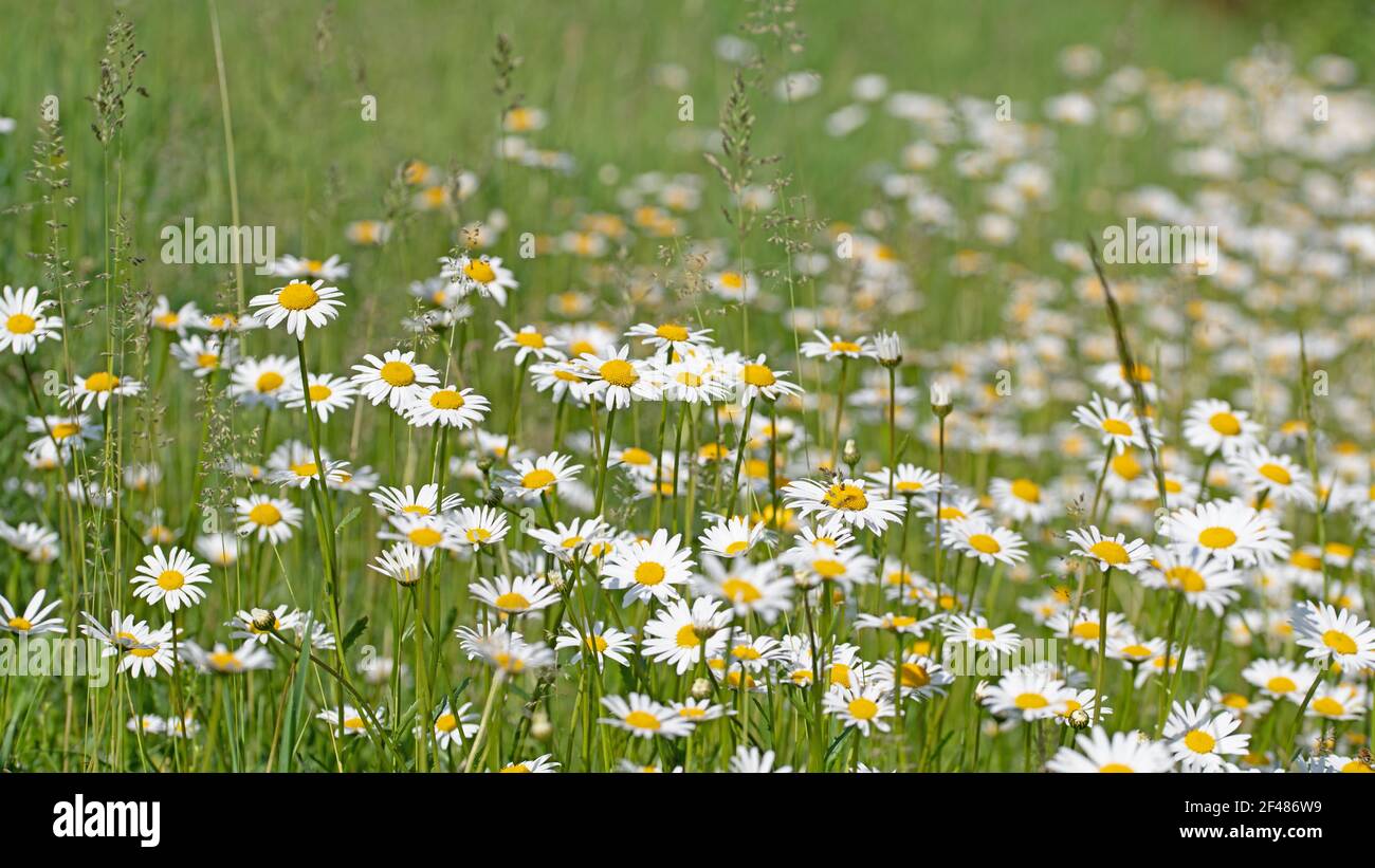 Blühende Margueriten, Leucanthemum, auf der Wiese Stockfoto