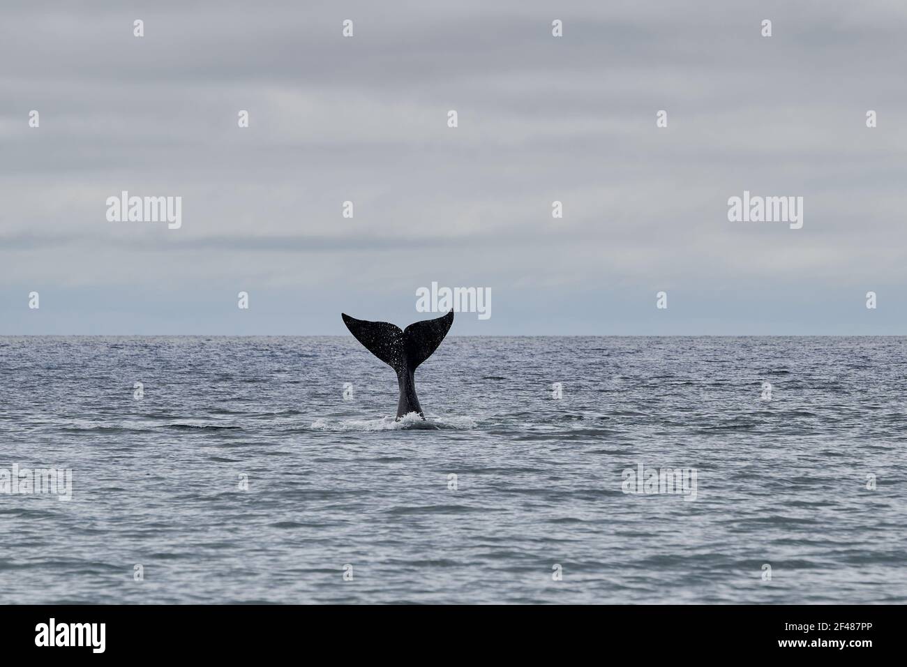 Eubalaena australis, südlicher rechter Wal, der durch die Oberfläche des atlantischen Ozeans durchbrecht und die Schwanzflosse in der Bucht von Golfo Nuevo zeigt Stockfoto