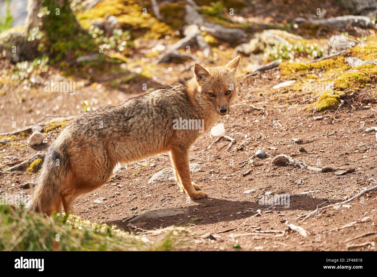 Lycalopex griseus, patagonischer Fuchs kann auf feuerland, Patagonien, Südamerika 5 gefunden werden Stockfoto