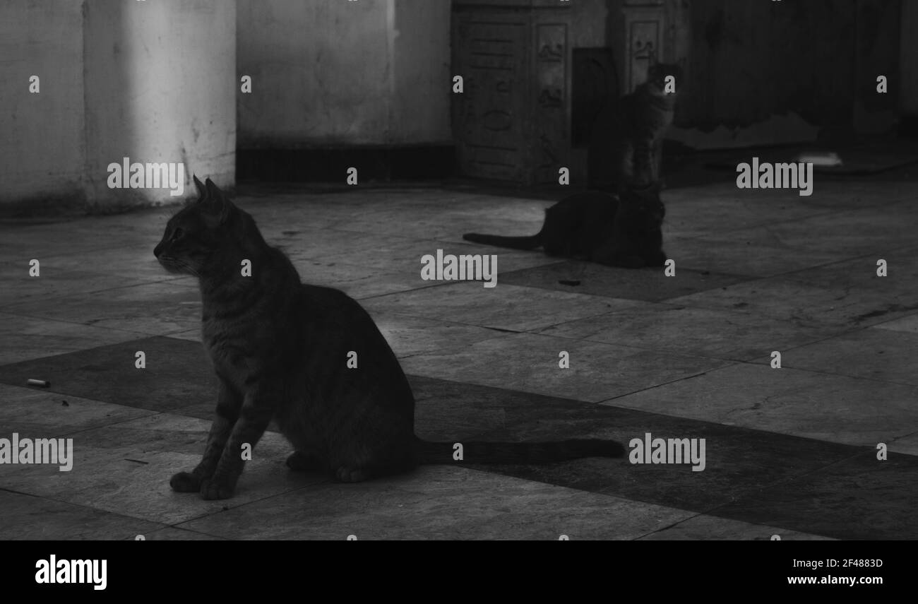 Ägyptische Wildkatzen. Verlassene Gebäude in ägypten mit weißen Wänden und Bögen. Katzen sitzen auf einem Fliesenboden. Saftreflexe an der Wand. Gebäude Stockfoto