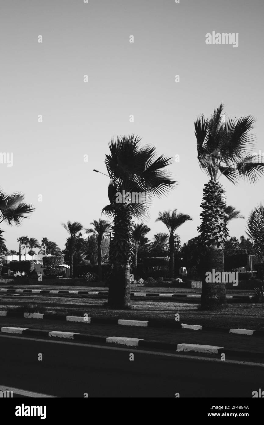 Schöne Aussicht auf die Straße in Ägypten mit einer Palmenallee. Transport Straße mit Asphaltstraße. Sonniger Sommertag mit blauem Himmel. Querformat Stockfoto