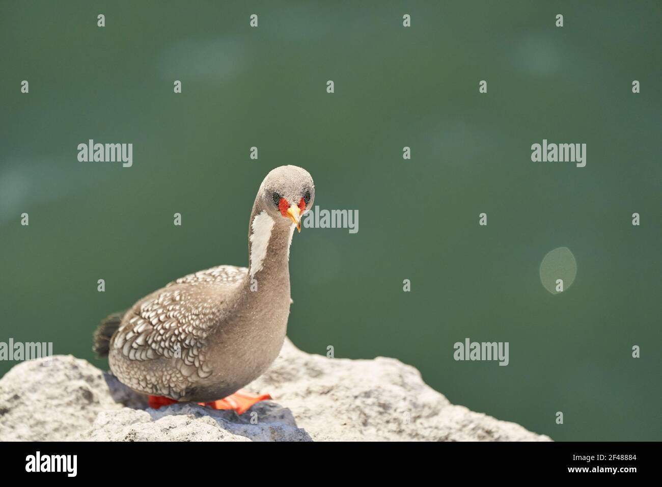 Phalacrocorax gaimardi ist ein rotbeiniger Kormoran mit hypnotischen blauen gespritzten Augen, sitzend in der Felswand der Klippen zu Puerto deseado an der Umkleide Stockfoto