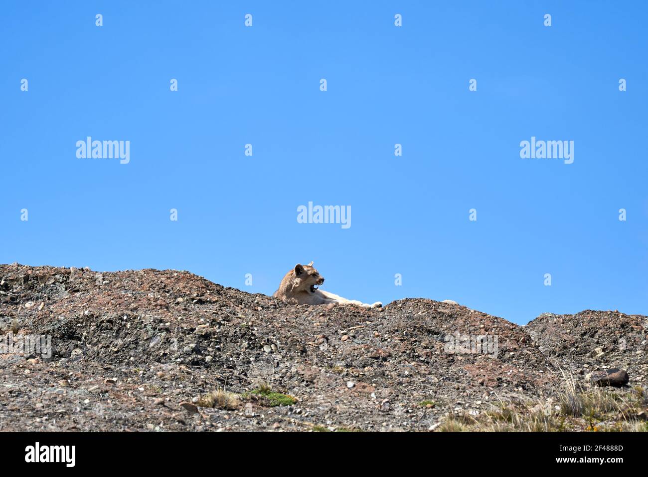 Puma concolor, Cougar oder Berglöwe ist eine große Wildkatze der Unterfamilie Felinae. Liegt auf einem Kamm der andenberge in Torres del Paine natio Stockfoto