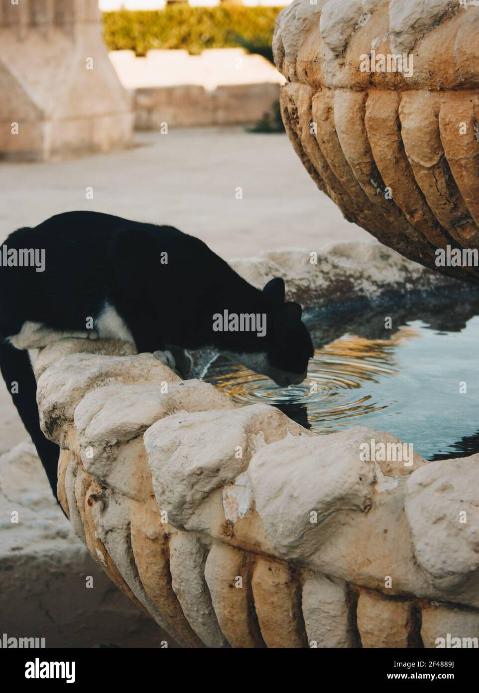 Ägyptische wilde schwarze Katze Porträt, das Wasser aus einem trinkt Ecke an einem heißen Sommertag.Tierporträt Stockfoto
