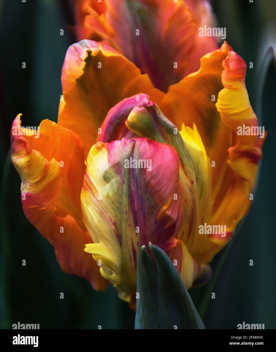 Tulip 'Princess Irene Parrot', Stockfoto