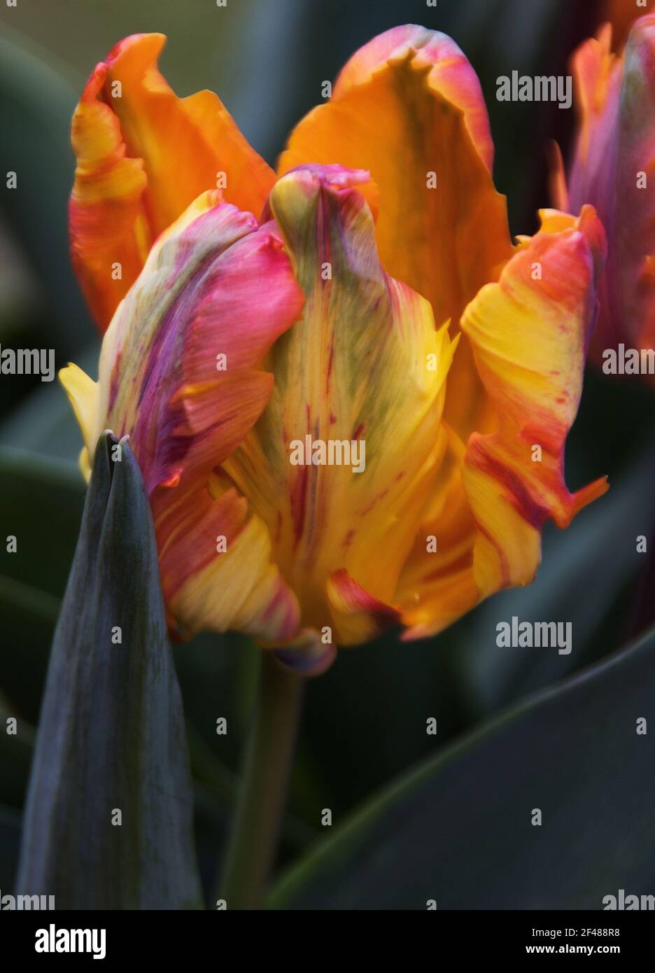 Tulip 'Princess Irene Parrot', Stockfoto