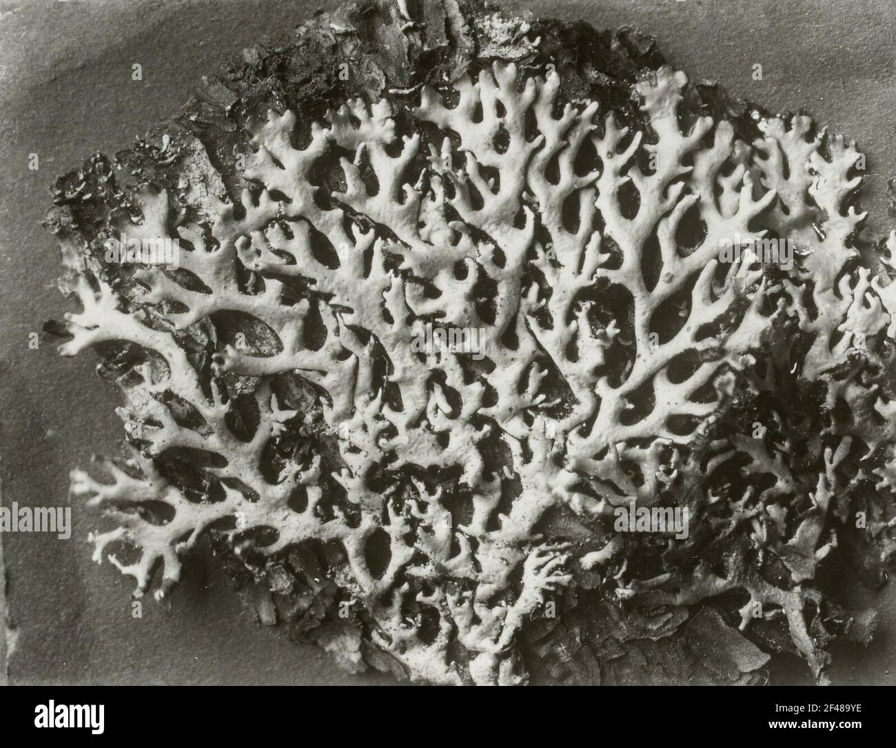 Abschirmung (Parmelia conspersa) Stockfoto