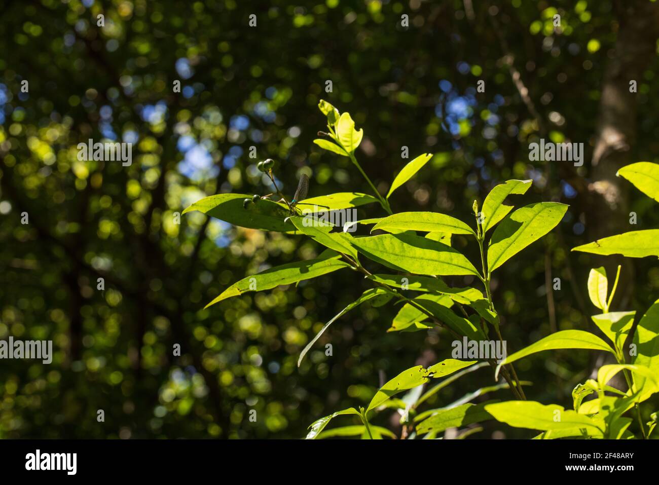 Schöne Sicht auf den Dschungel in Wayanad (Kerala, Indien) Stockfoto