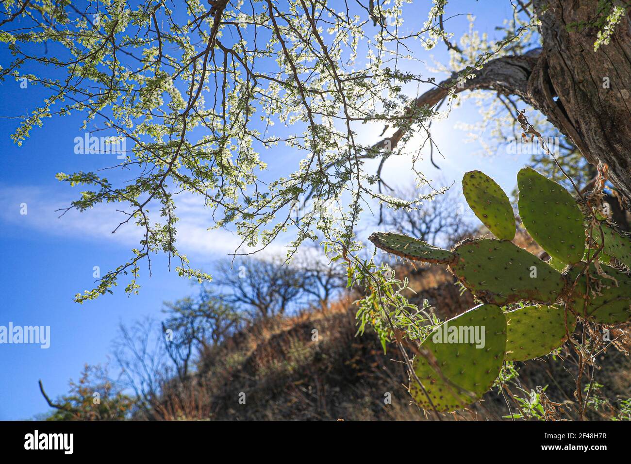 Grüne flache abgerundete Stängel von Kakteen und Mesquite-Baumzweigen in der Sonora-Wüste. Moctezuma, Sonora Mexiko ... Flache grüne abgerundete Cladoden von opunt Stockfoto