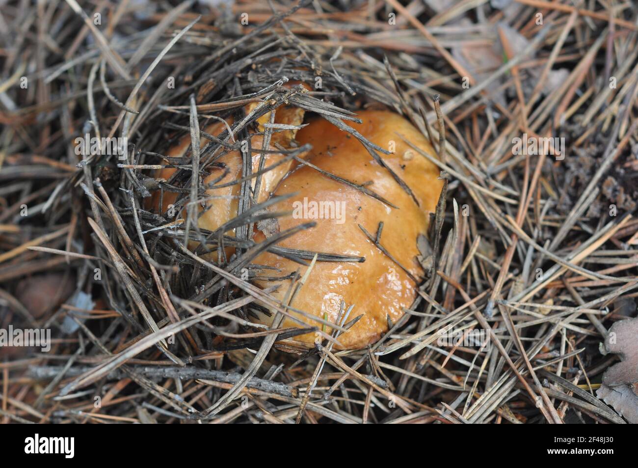 Schöner Pilz von Boletus, der im Nadelwald wächst. Pilze zwischen Kiefernnadeln. Stockfoto