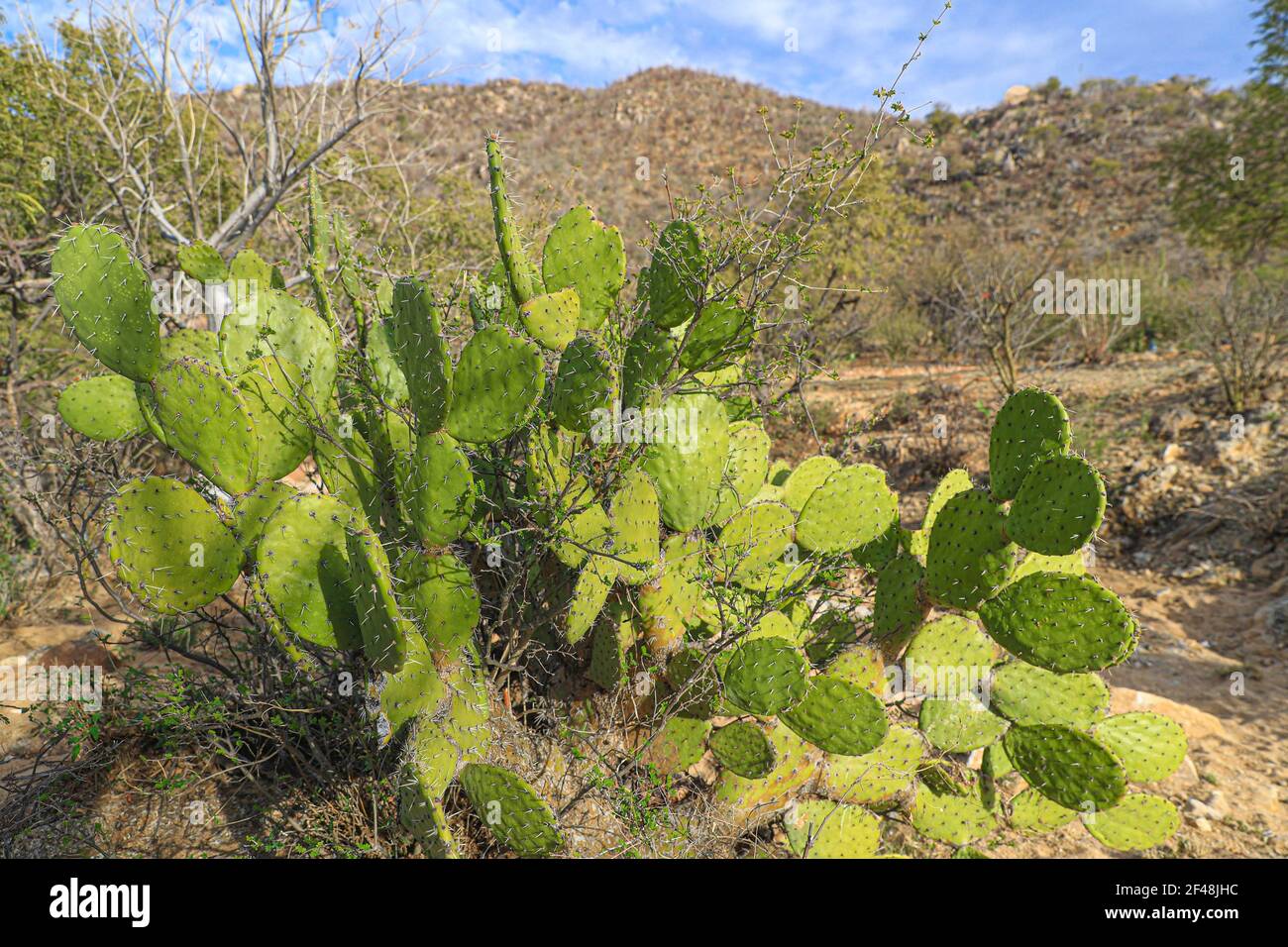 Grüne flache abgerundete Kaktusstiele in der Sonora-Wüste. Moctezuma, Sonora Mexiko ... Flache grüne abgerundete Cladoden von opuntia Kaktus, Balchik, Opunti Stockfoto