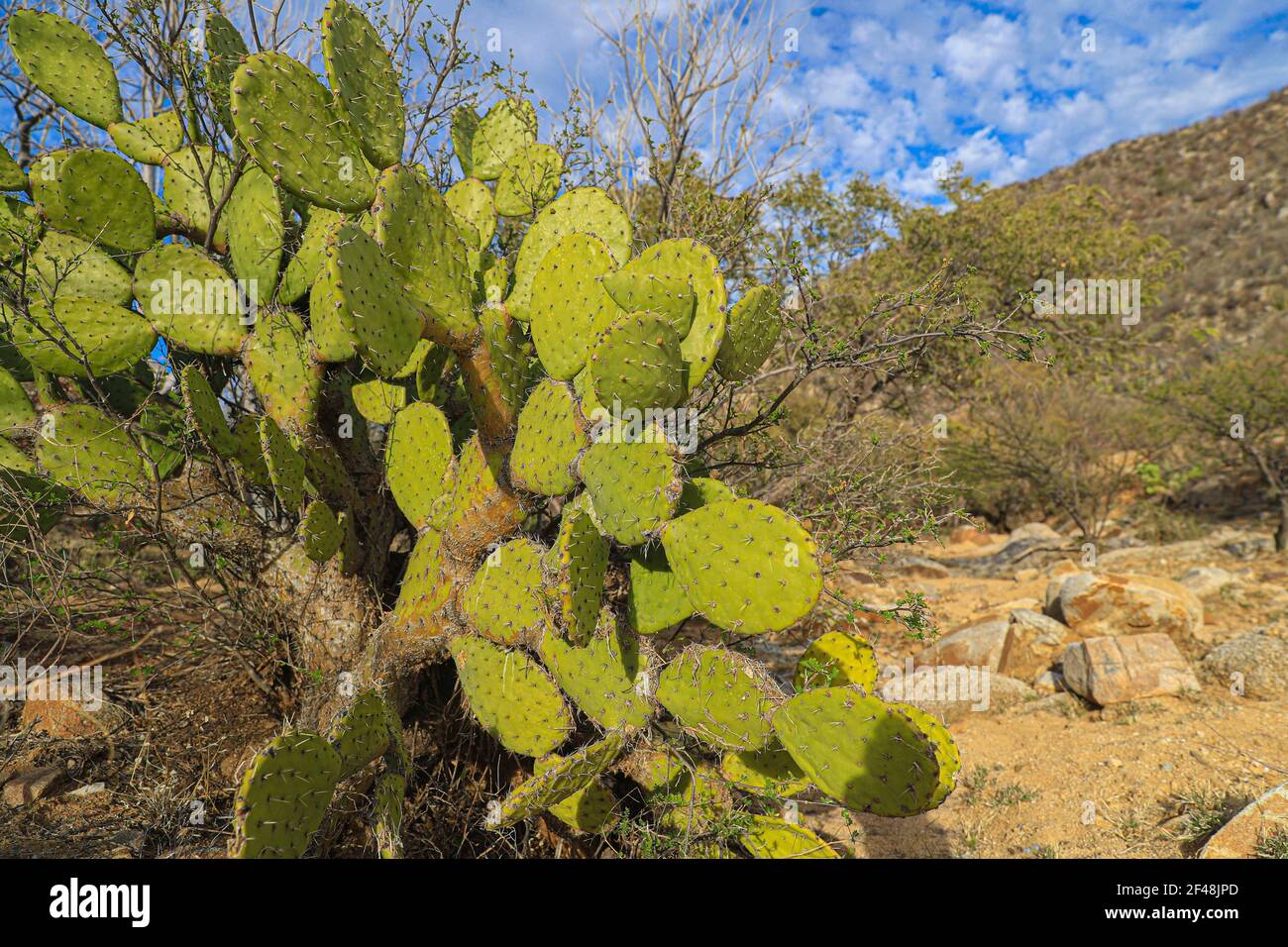 Grüne flache abgerundete Kaktusstiele in der Sonora-Wüste. Moctezuma, Sonora Mexiko ... Flache grüne abgerundete Cladoden von opuntia Kaktus, Balchik, Opunti Stockfoto