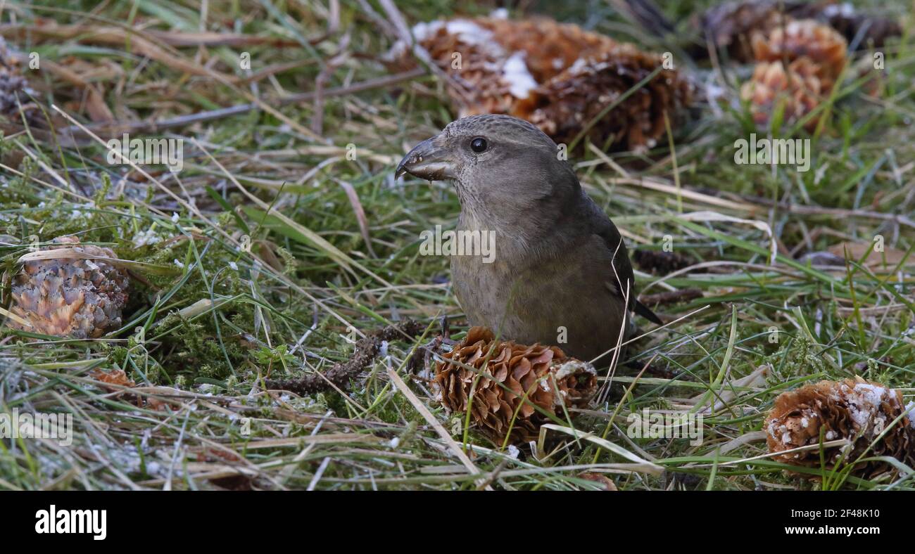 Junger roter Kreuzschnabel, gewöhnlicher Kreuzschnabel auf dem Boden, der auf Fichtenzapfen isst Stockfoto