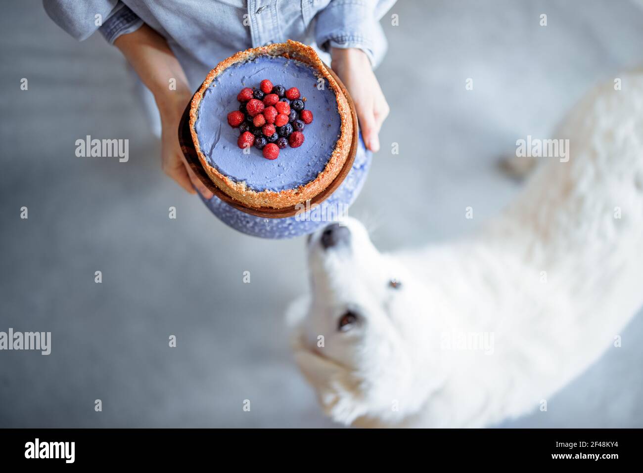 Frau trägt Käsekuchen mit Himbeere und Heidelbeere verziert, Blick von oben mit einem weißen Hund riecht Stockfoto