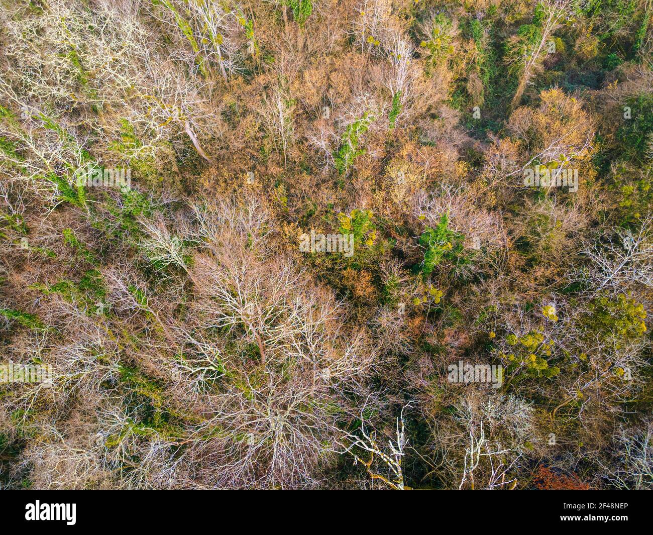 Top Luftaufnahme eines Laubbaumwaldes im Winter, Gironde, Frankreich Stockfoto