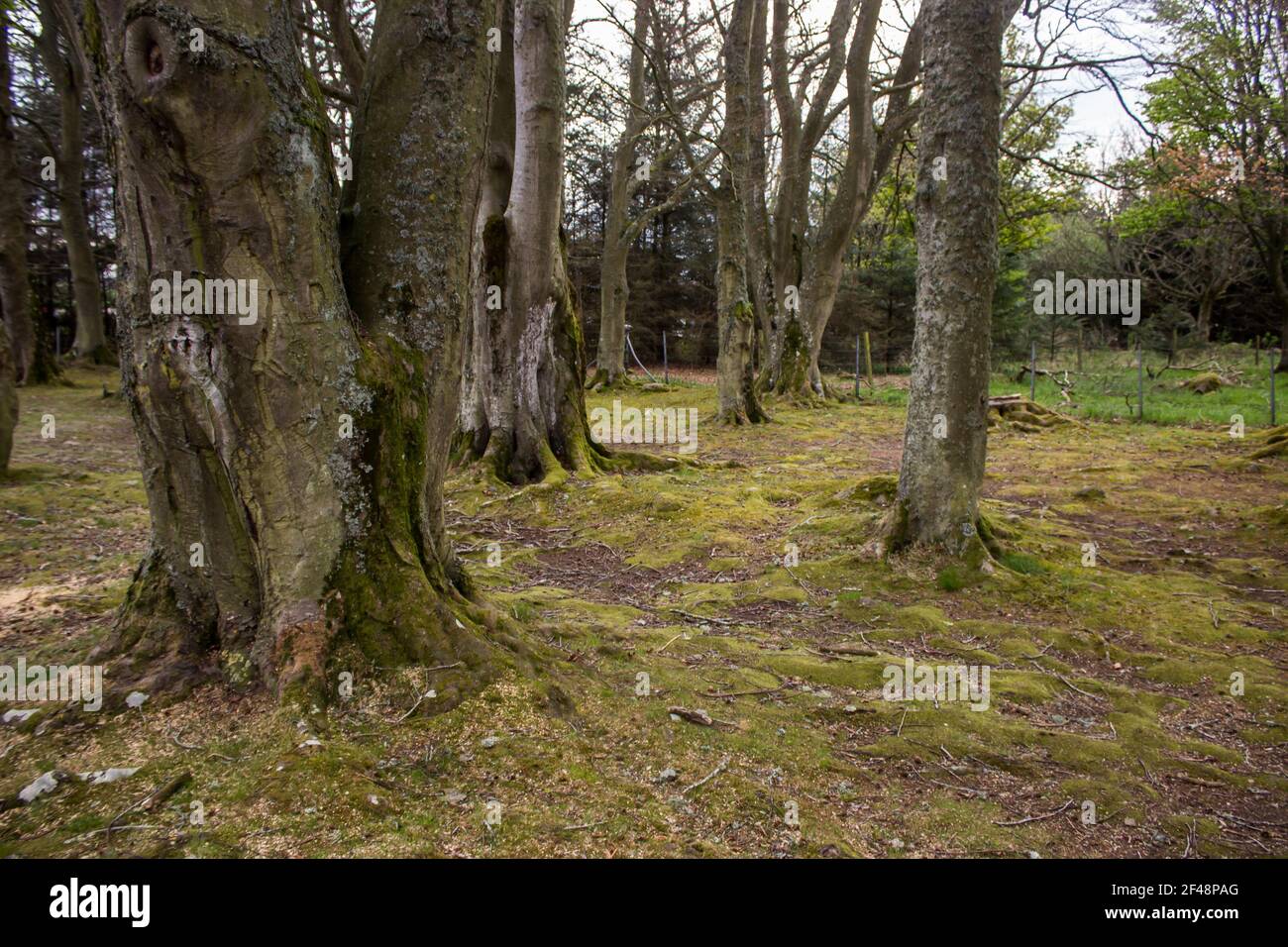 Die reifen Buchenbäume in der alten Nut, die die Clava Cairns in Bulnuaran Schottland umgibt. Stockfoto