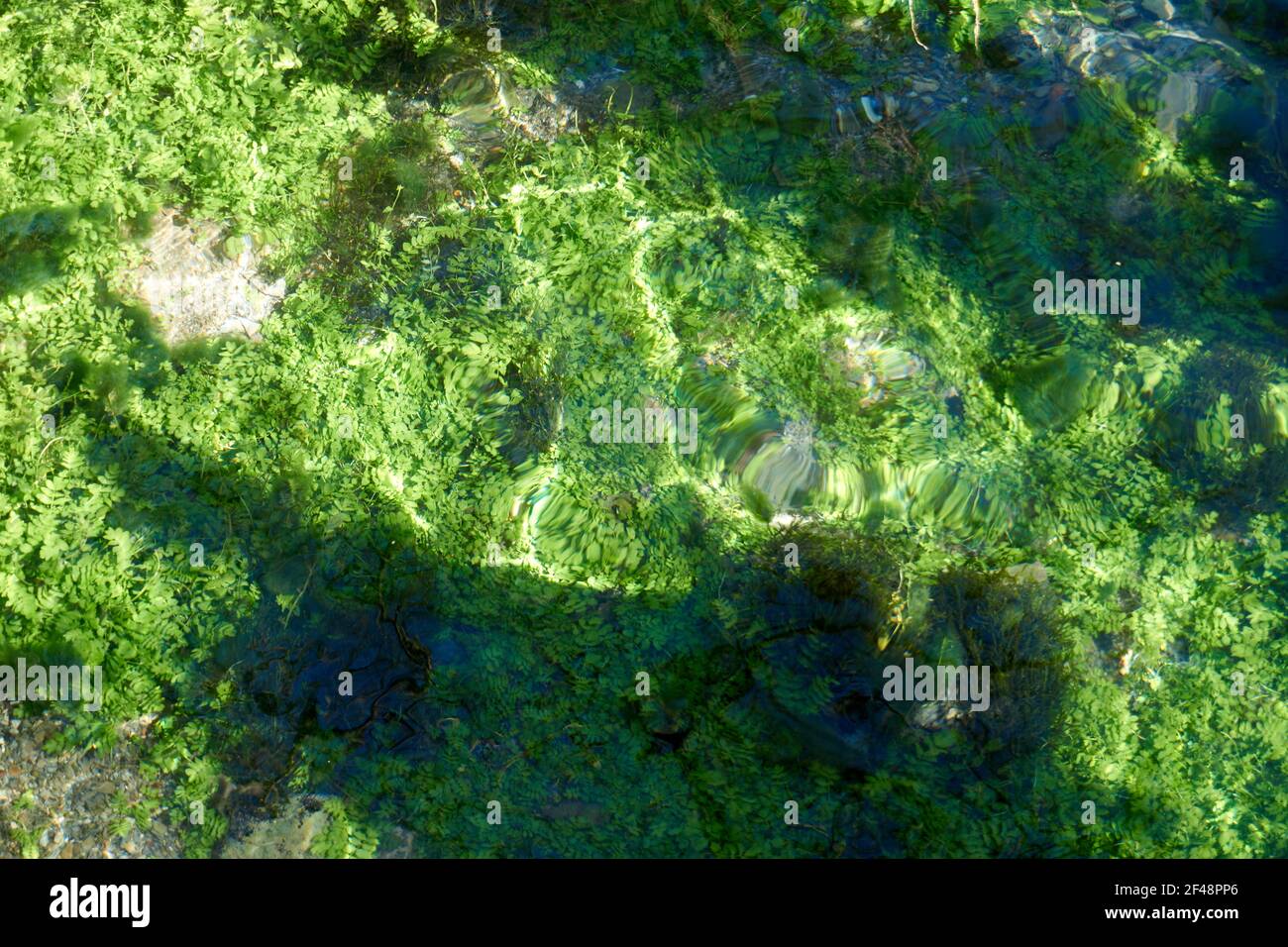 Eine Draufsicht Nahaufnahme von Gefäßpflanzen, die unter Wasser wachsen Der Fluss in einem Wald Stockfoto