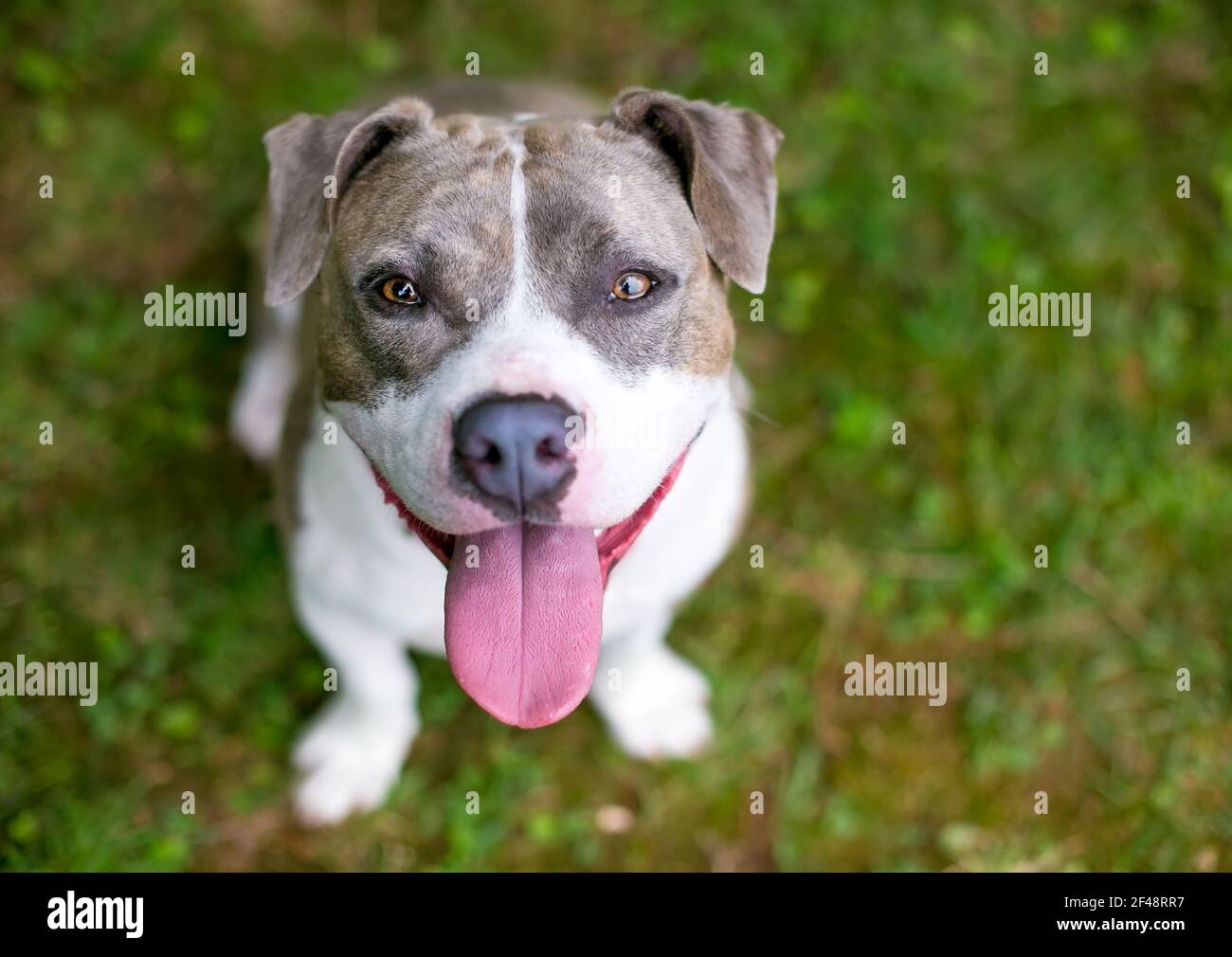 Eine glückliche grau-weiße Staffordshire Bull Terrier Mischrasse Hund keuchend Stockfoto