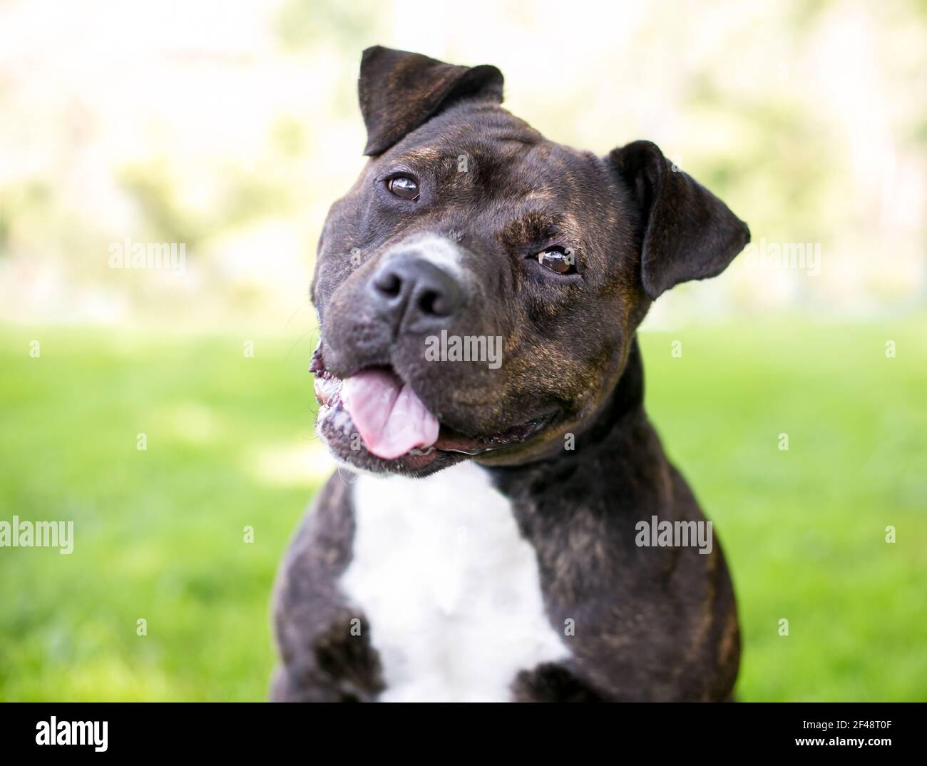 M&D Staffy Hundehalsband – Genarbtes Leder, Mit Nieten & Staffy-Kopf-Motiv, 3,8 Cm Breit, Größe M (45-55 Cm), Schwarz