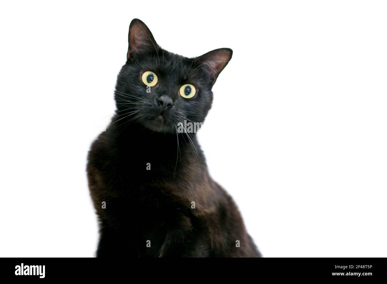 Eine breitäugige schwarze Kurzhaarkatze mit erweiterten Pupillen und Ein überraschender Ausdruck Stockfoto