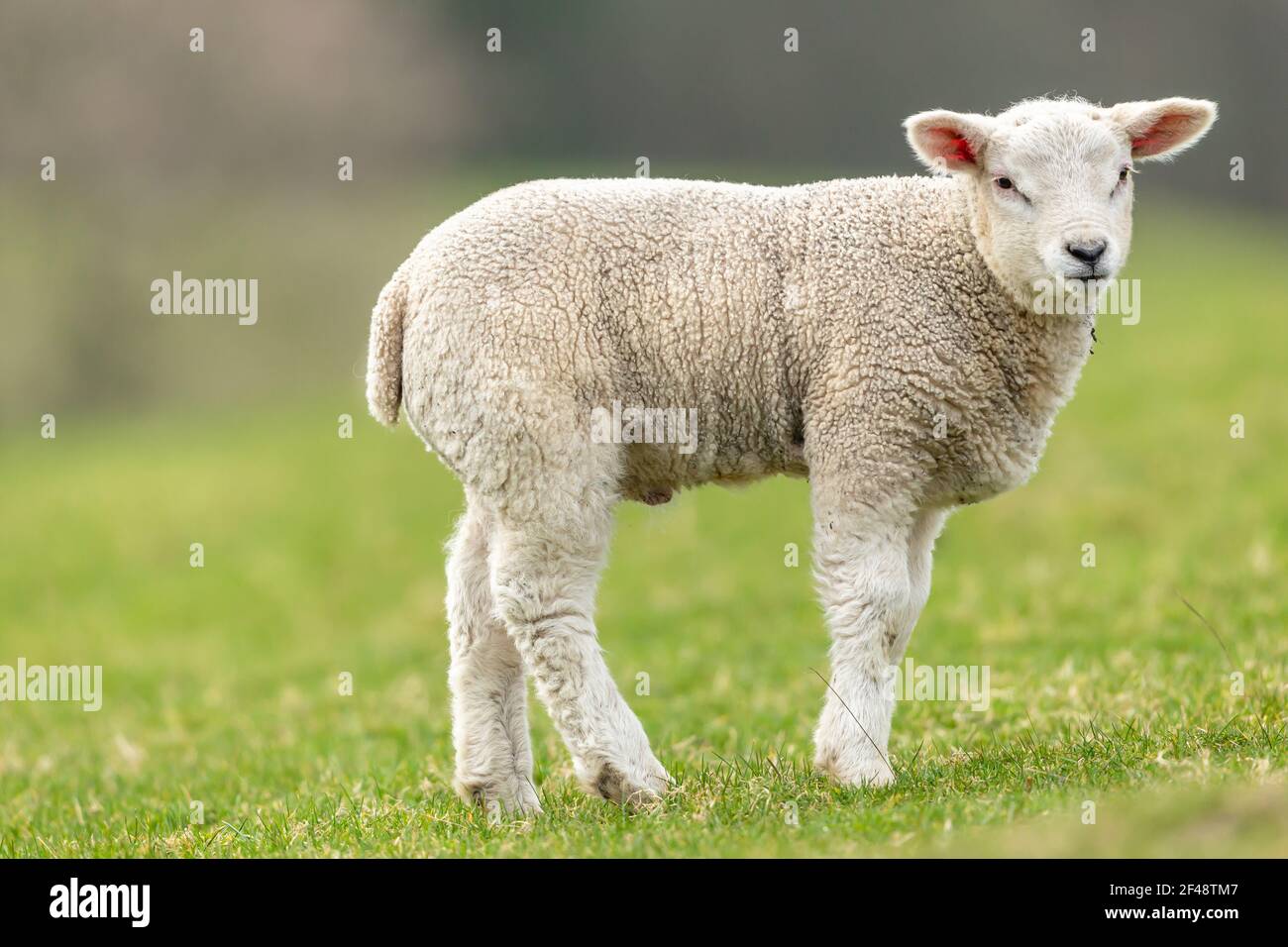 Nahaufnahme eines Lammes im Frühling. Im grünen Feld stehend und nach rechts gerichtet, Yorkshire Dales, England. Horizontal. Platz für Kopie. Stockfoto