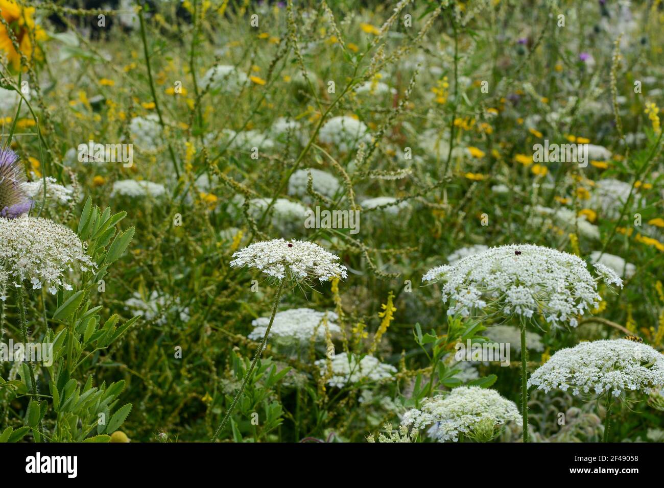 Wilde Karotten ( Daucus carota ) auf einer grünen Wiese Stockfoto