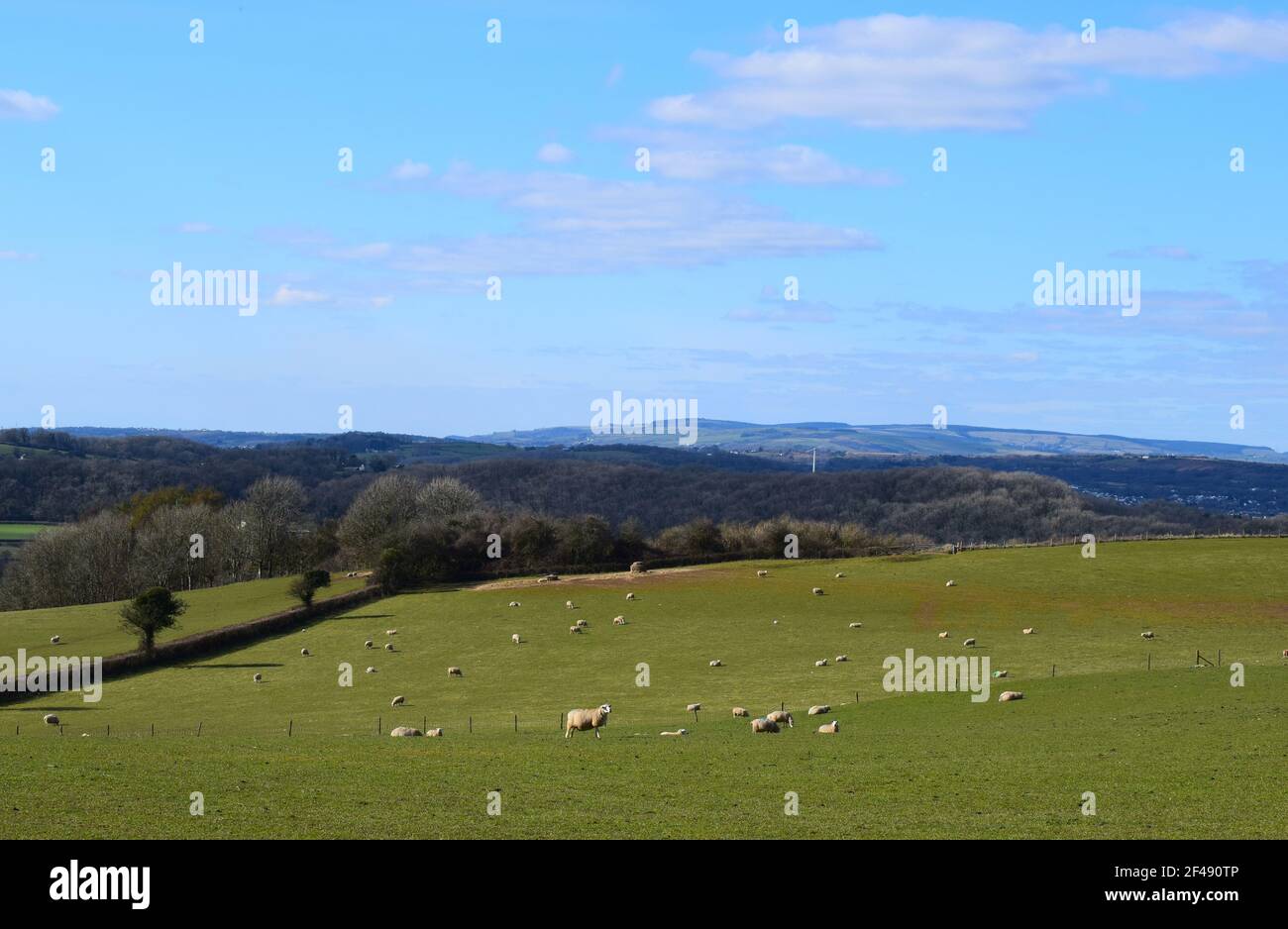 Schafschar auf einem Feld in den sanften walisischen Hügeln, Vale of Glamorgan, South Wales, Großbritannien Stockfoto