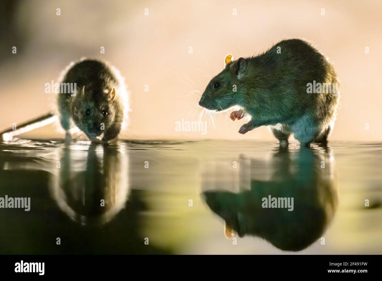 Zwei braune Ratten (Rattus norvegicus), die nachts durch das Wasser wandern. Niederlande. Wildtiere in der Natur Europas. Stockfoto