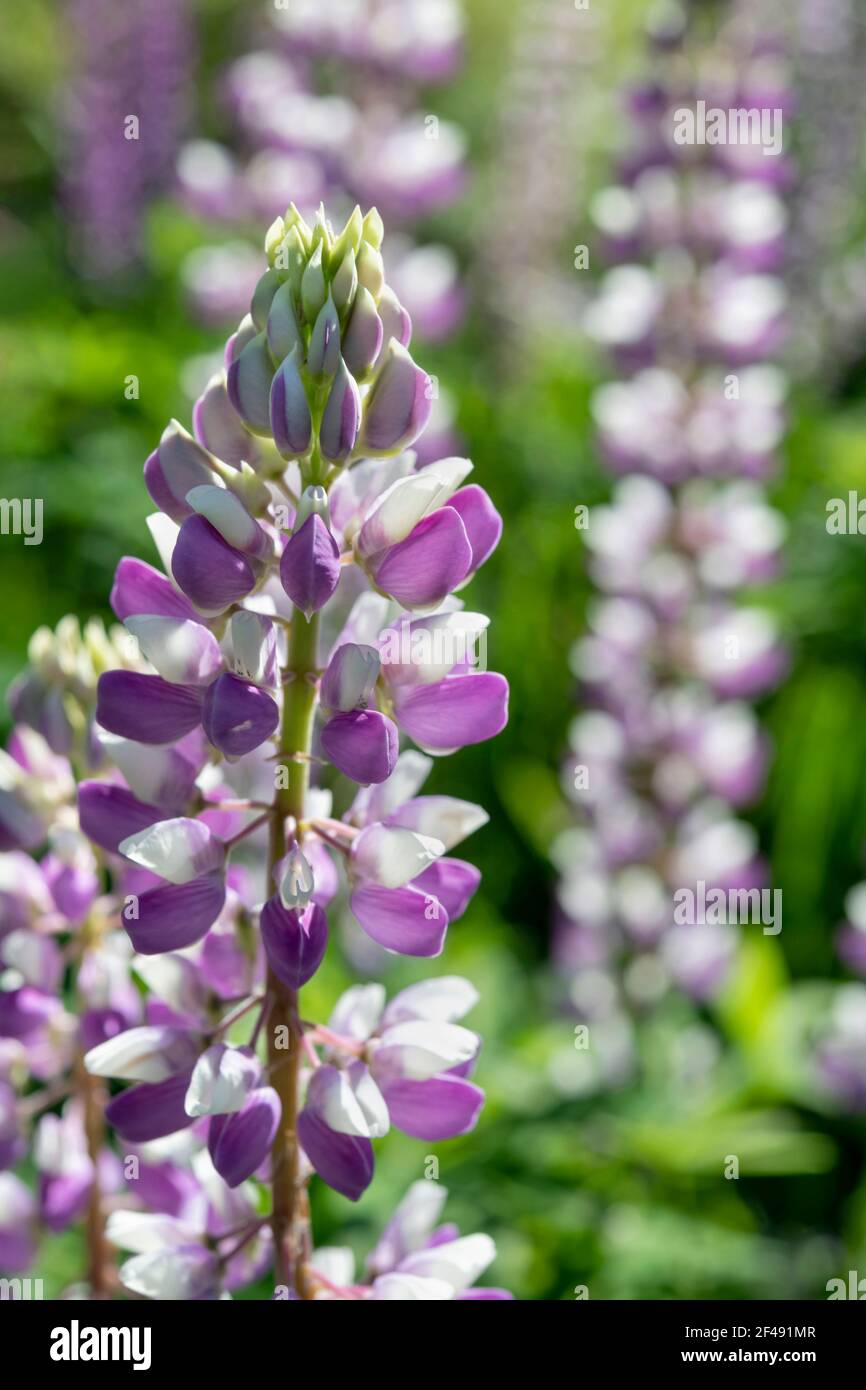 Bicolored Lupine Blumen blühen in ihrer natürlichen Umgebung, Moskau Region, Russland Stockfoto