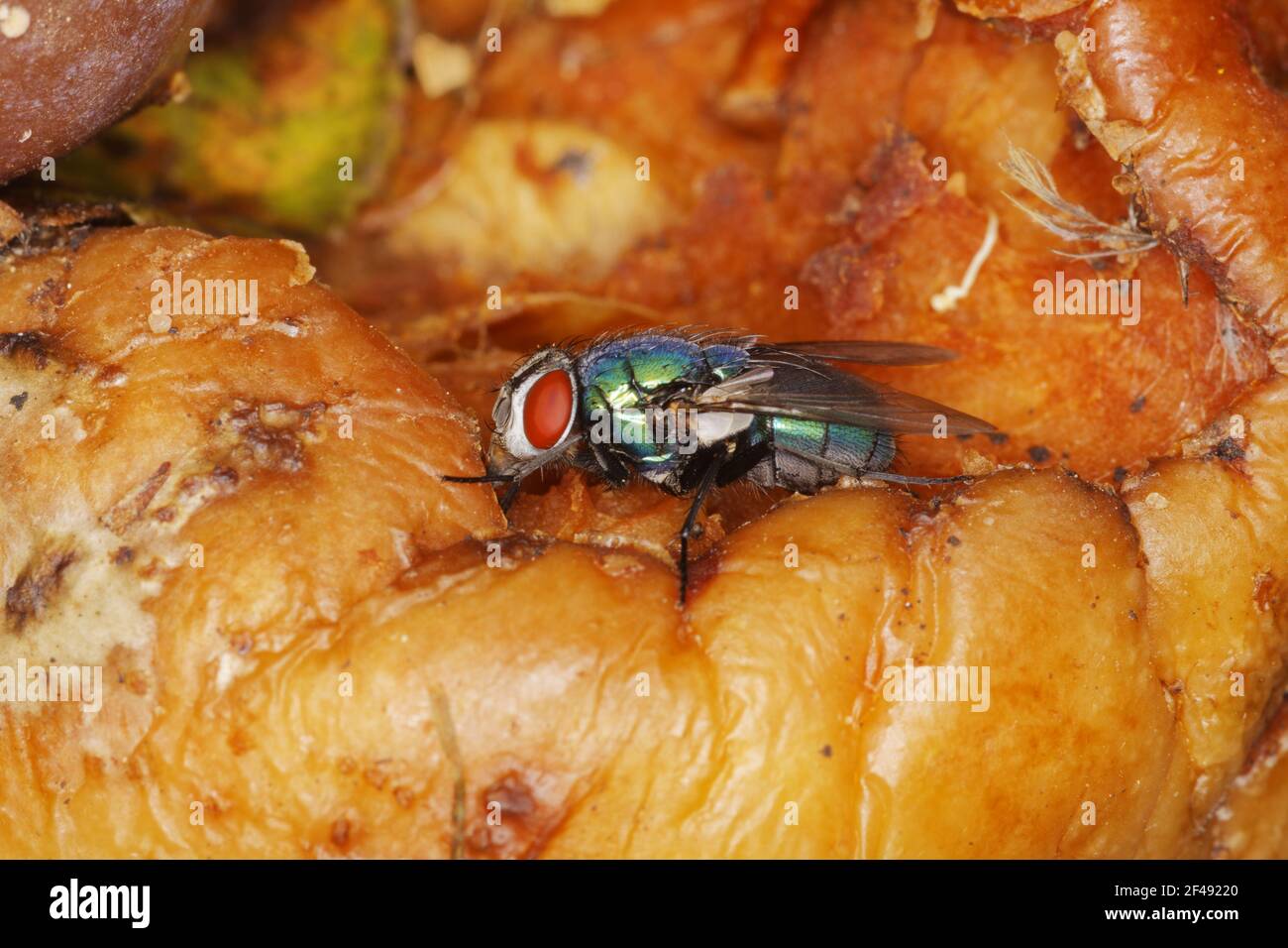 Greenbottle Fly - Fütterung auf gefallener AppleLucilia sericata Essex, UK IN000855 Stockfoto