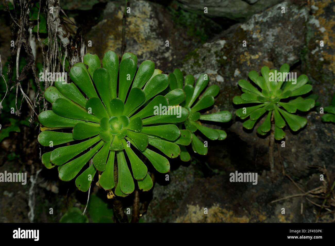 Aeonium undulatum (Saucerpflanze) Wildpflanzen auf dem Grundgestein. Stockfoto