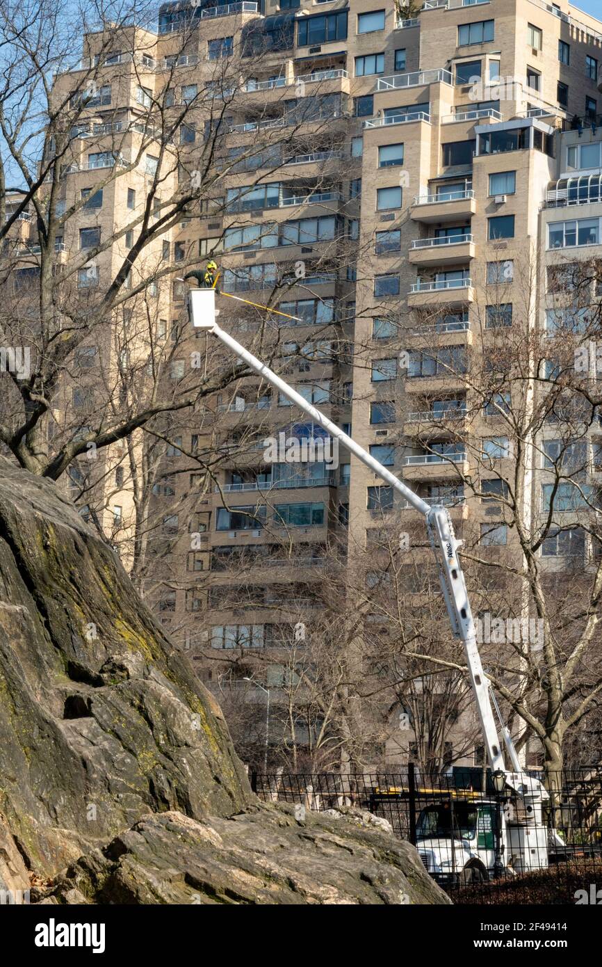 Arbeiter in einem Eimer Kranich Pruning Trees , Central Park, NYC, USA Stockfoto