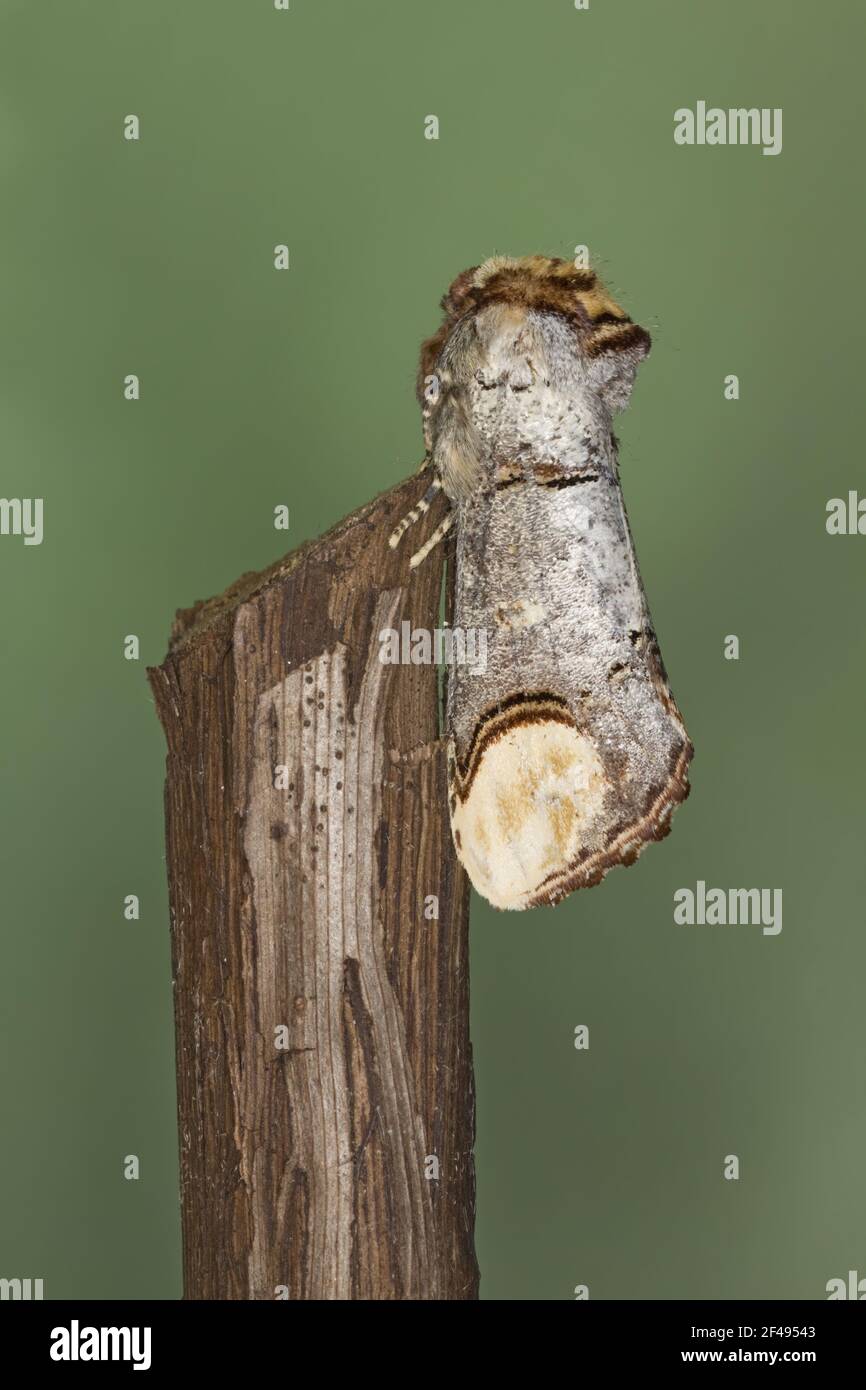 Buff-Tip Moth Phalera bucephala Essex, Großbritannien IN000890 Stockfoto