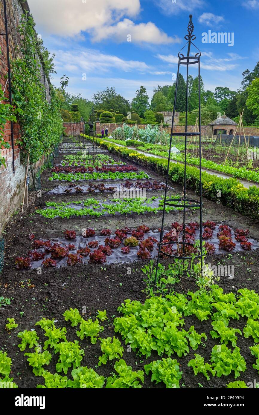Verschiedene Sorten von Salaten, die im ummauerten Küchengarten von Tatton Hall, Tatton Park Gardens, Tatton, Cheshire, England, VEREINIGTES KÖNIGREICH Stockfoto