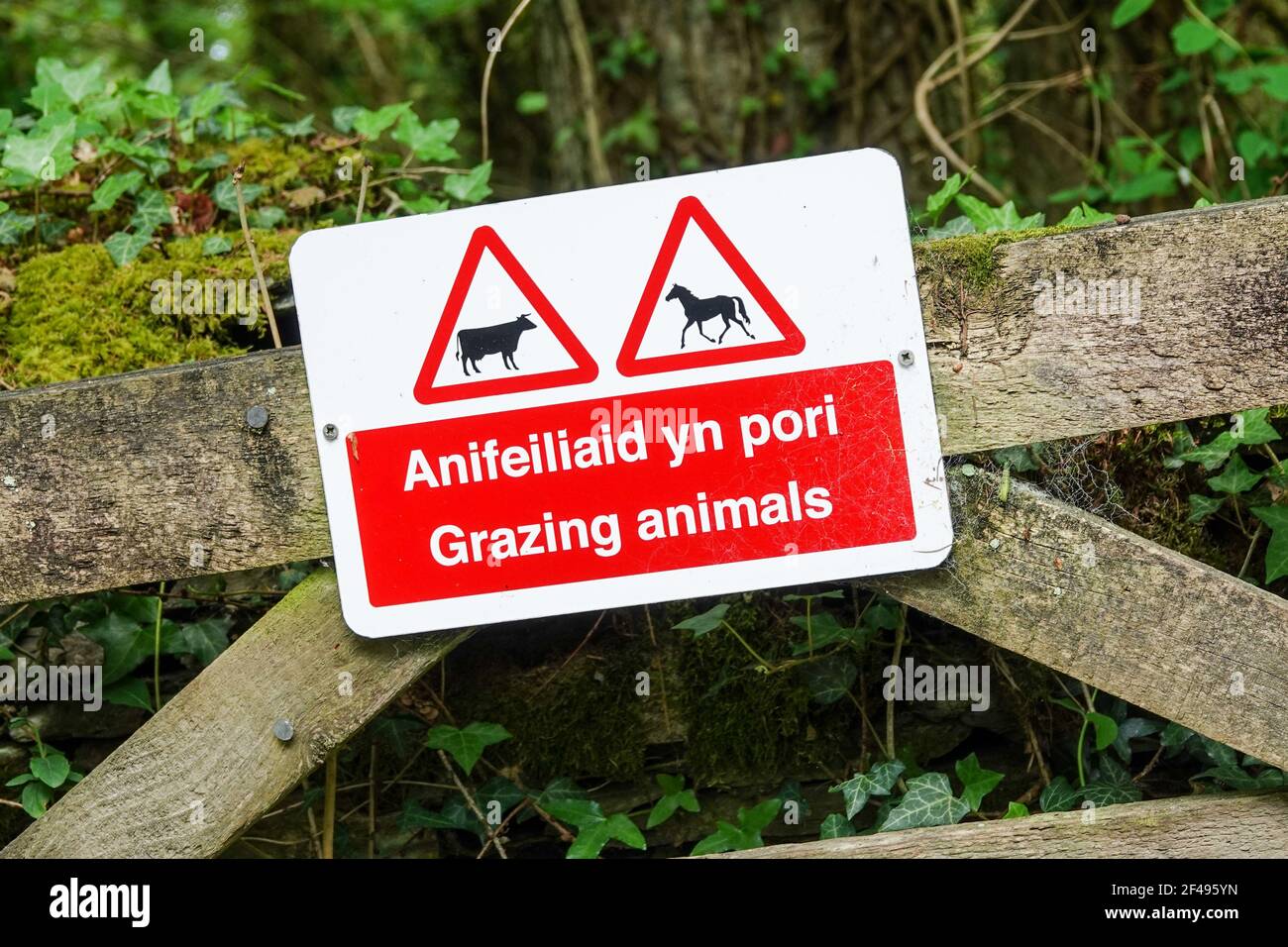 Ein mehrsprachiges Schild in Englisch und Walisisch mit der Aufschrift „Grazing Animals“, Wales, Großbritannien Stockfoto