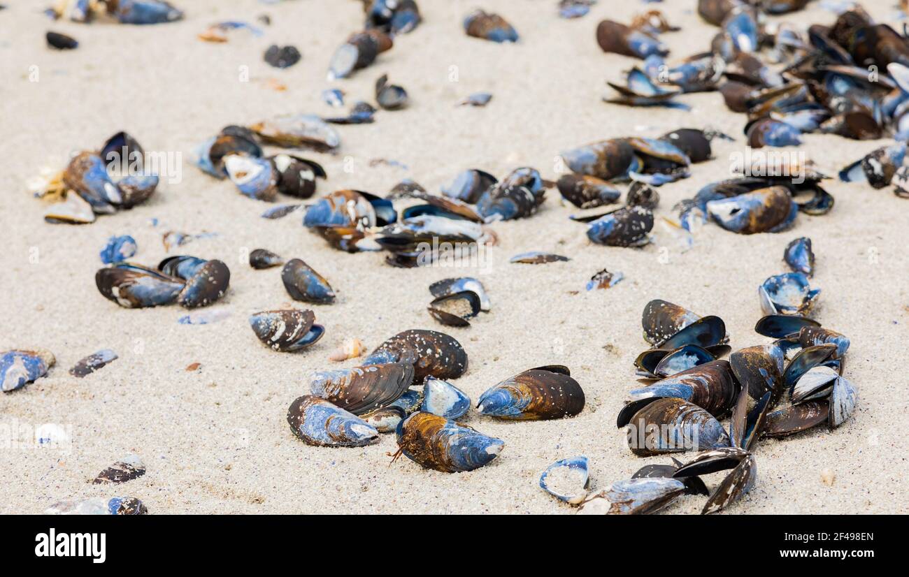 Eine selektive Fokusaufnahme von Muscheln am Sandstrand in Kapstadt, Südafrika Stockfoto