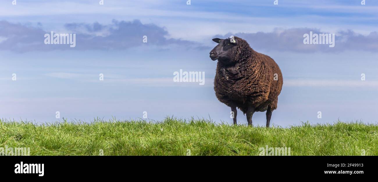 Panorama eines schwarzen Schafes auf einem Deich in Friesland, Niederlande Stockfoto