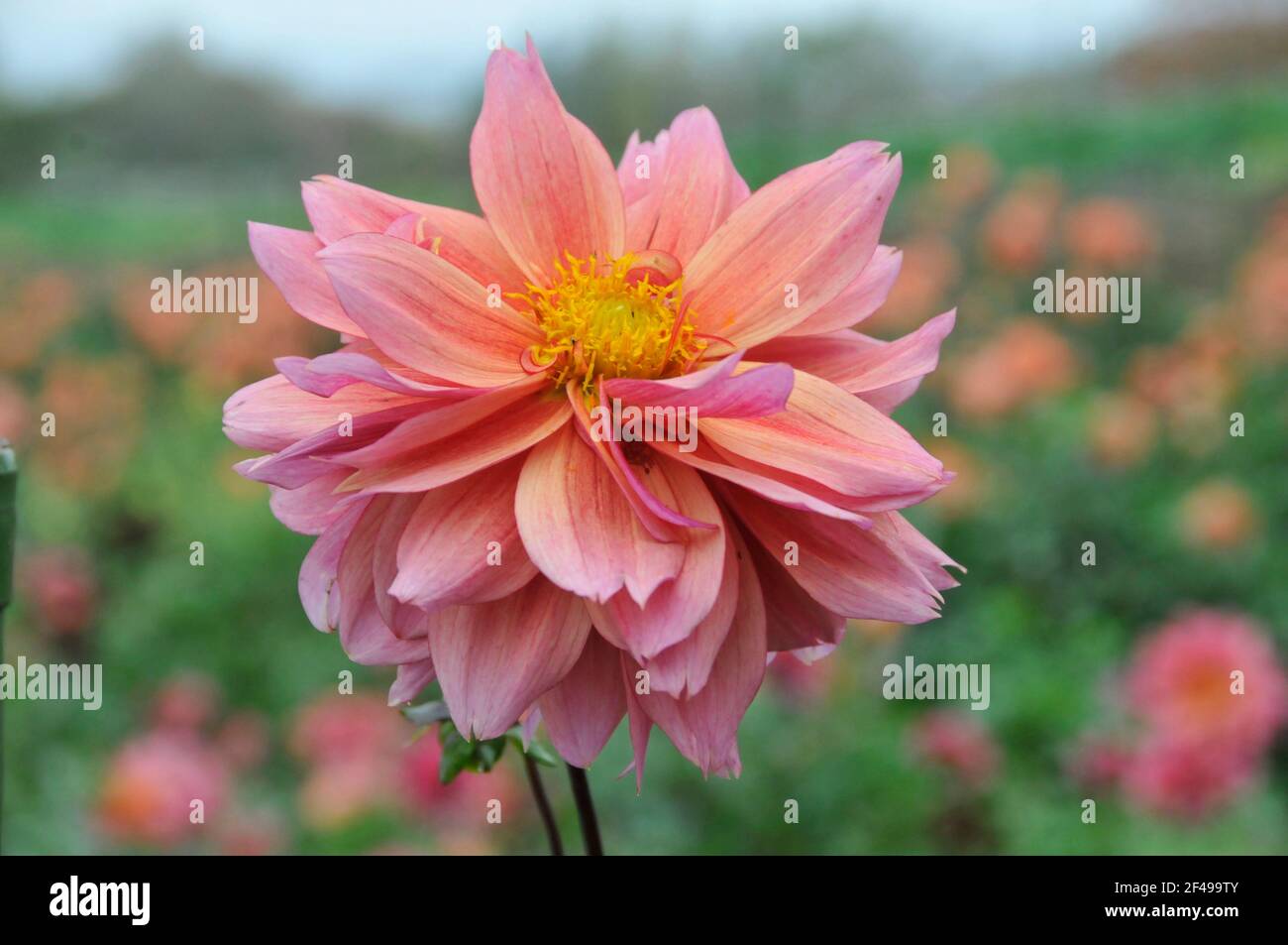 Peachy Pink Waterlily Dahlien mit perfekten Blütenblättern, die in einem wachsen Garten Stockfoto