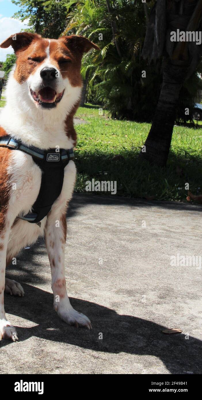 Hund sitzt draußen auf der Straße Stockfoto