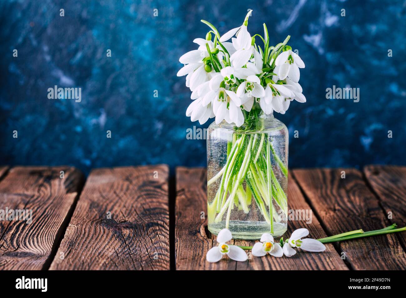 Schneeglöckchen in einer Glasvase. Erste Frühlingsblumen Stockfoto