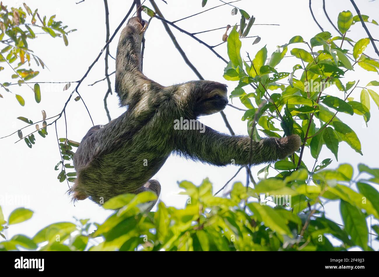 Dreizottel (Bradypus variegatus) Im Manuel Antonio Park - Costa Rica Stockfoto
