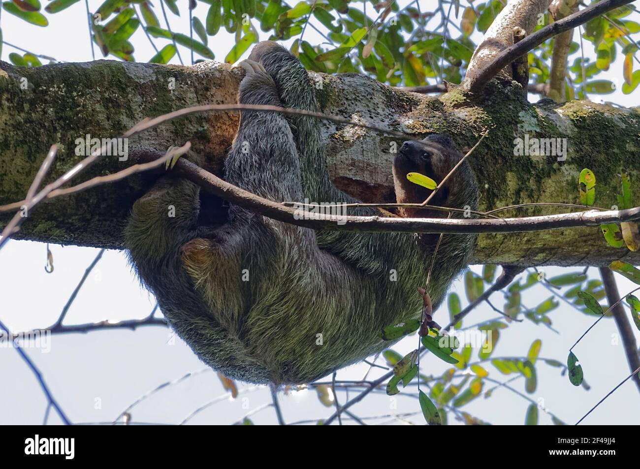 Dreizottel (Bradypus variegatus) Im Manuel Antonio Park - Costa Rica Stockfoto