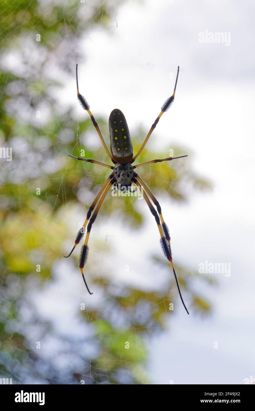 Bananenspinne / Goldene Seidenspinne - Tortuguero Nationalpark, Costa Rica Stockfoto