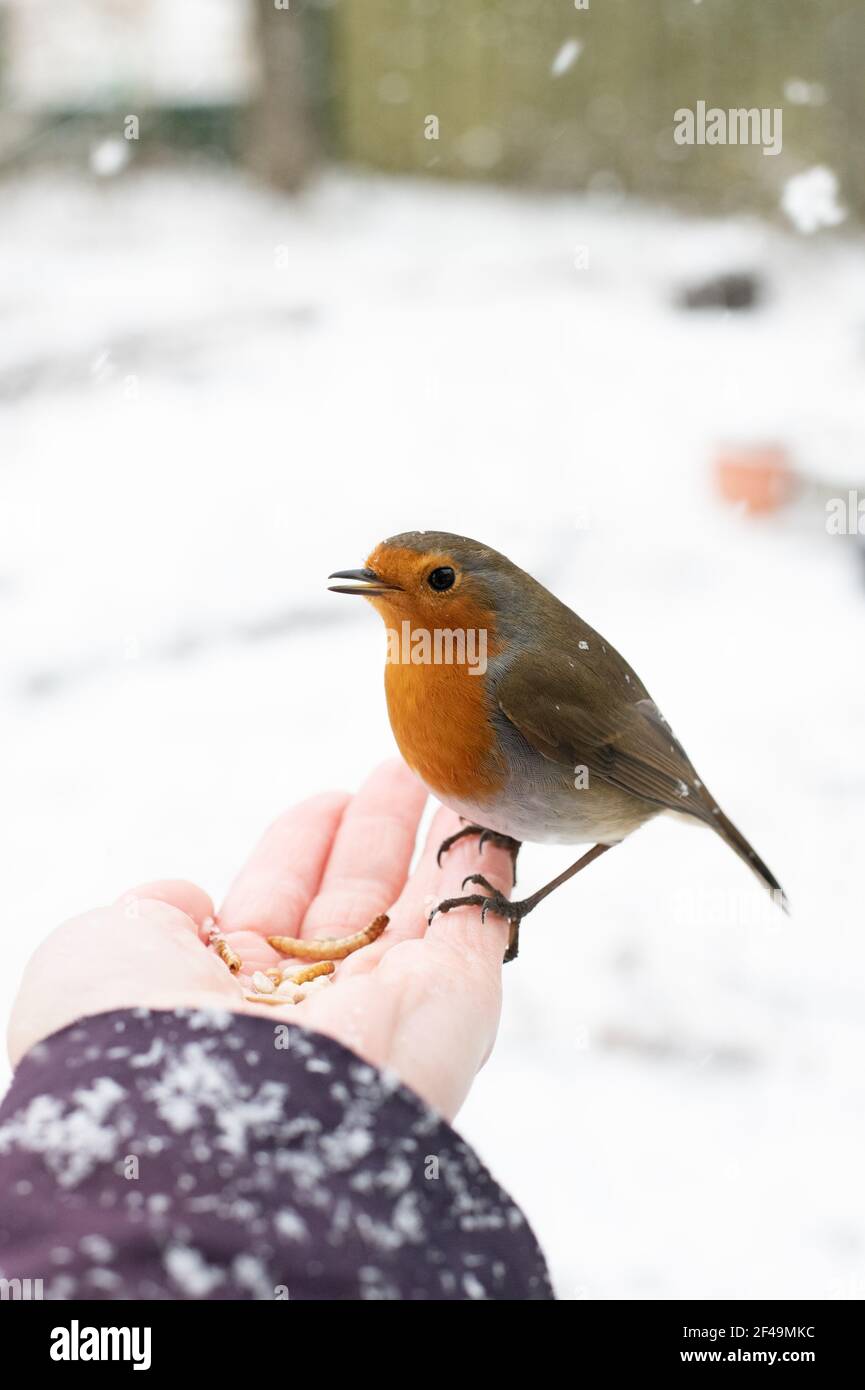 Nahaufnahme eines zahmen Vogels, eines britischen Rotkehls in einem schneehaltigen Wintergarten, der auf ausgestreckter Hand thront und Sonnenblumenkerne und Mehlwürmer ernährt. Stockfoto
