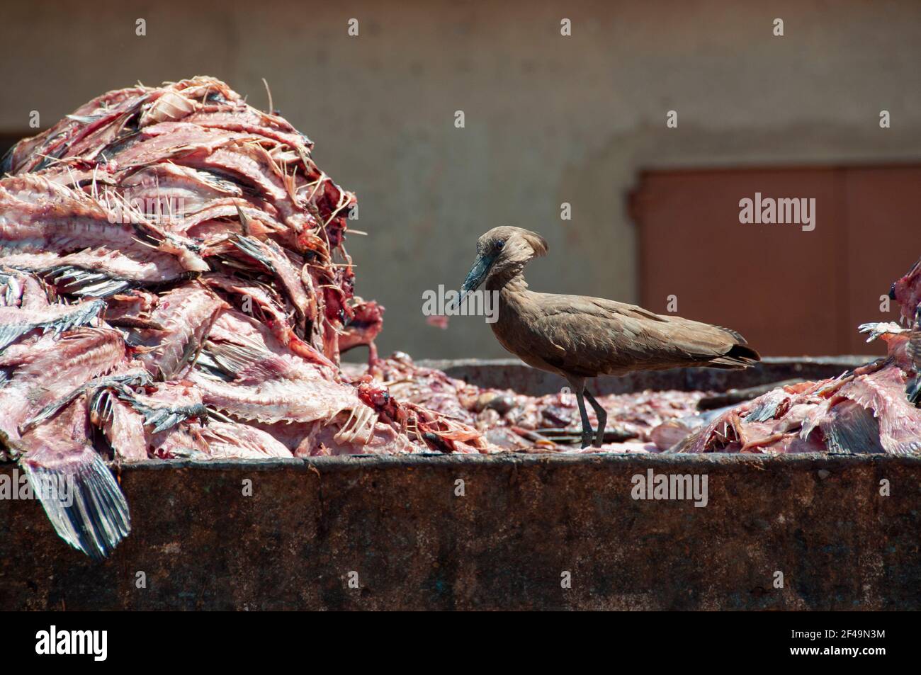 Ein Hamerkop-Vogel ernährt sich von frischem Fisch, der in Ggaba Beach, Uganda, gefangen wird. Stockfoto