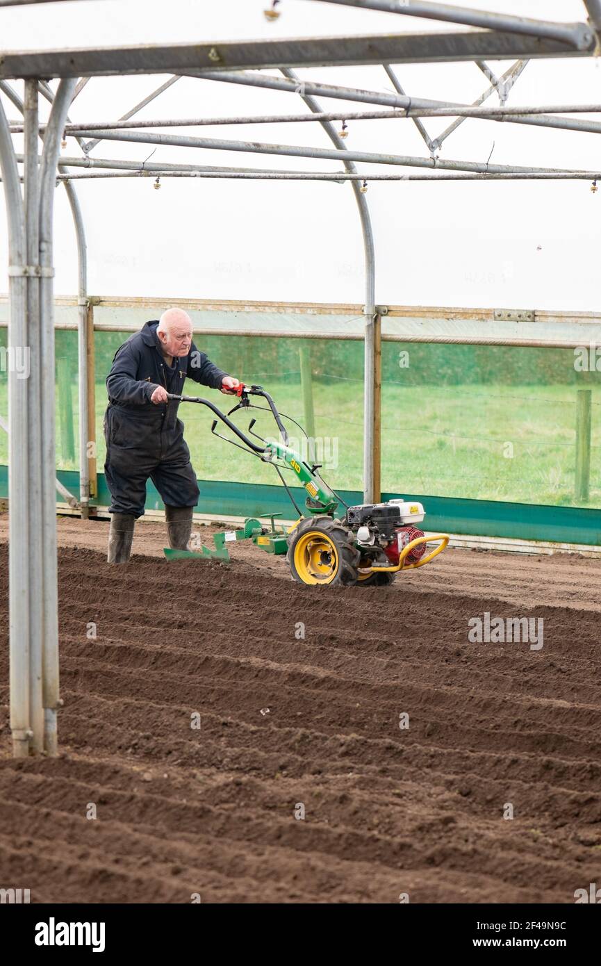 David Helme, in seinen 80ern aktiv und beschäftigt mit der Vorbereitung der Boden die Pflanzung von Kartoffeln in großen Polytunnel für einen Marktgarten. Stockfoto