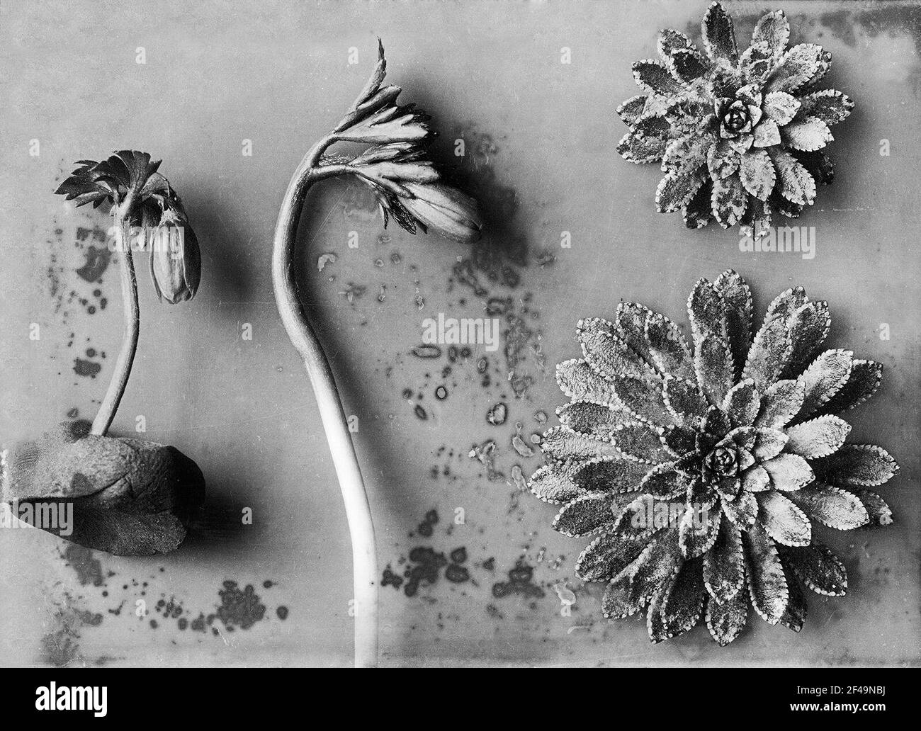 Anemone und Grape Steinbrech (Anemone Spec. Und Saxifraga Paniculata), Blütenstand und Rosetten Stockfoto