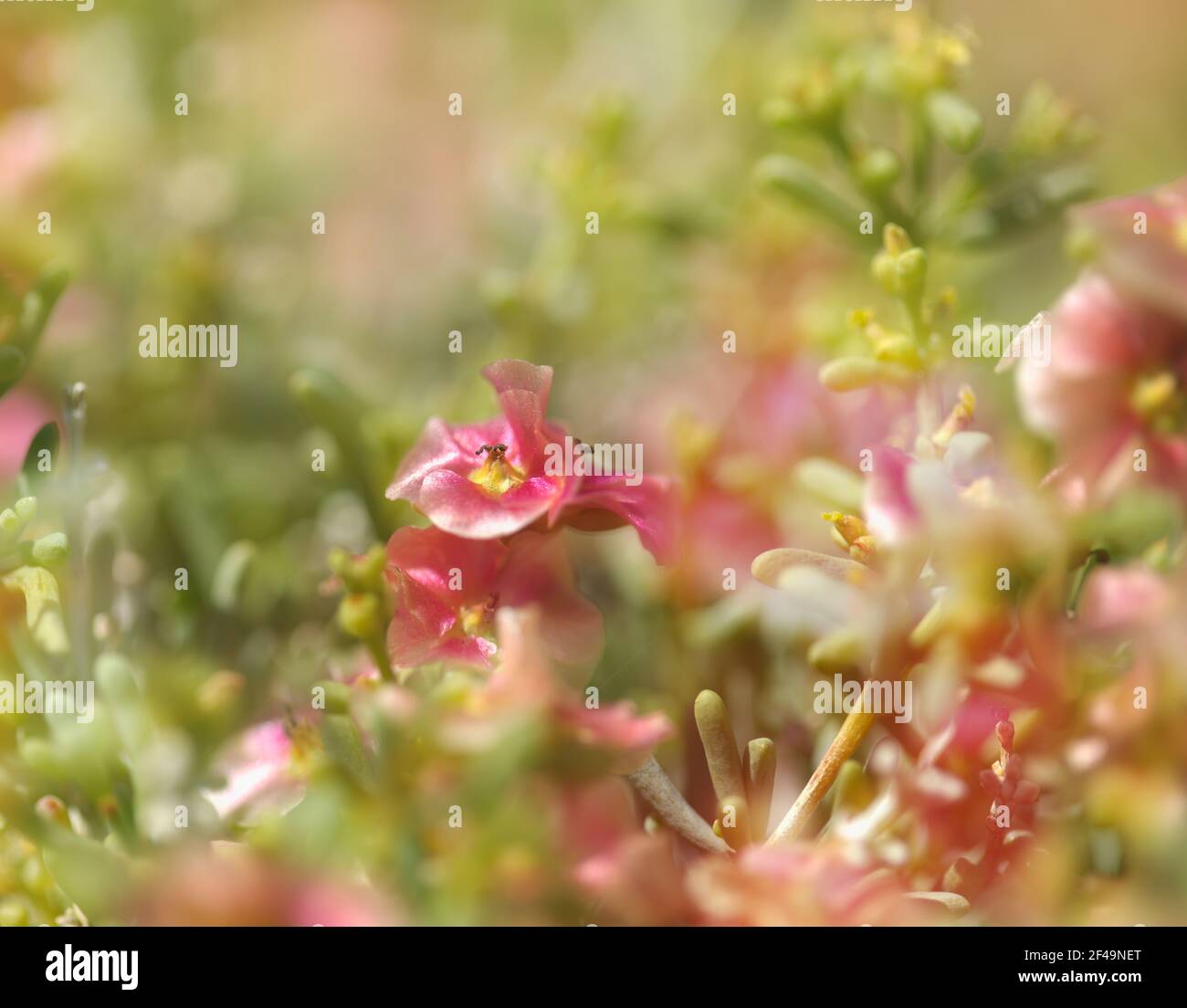 Flora von Gran Canaria - Salsola divaricata Salzkraut, salztolerante Pflanze endemisch auf den Kanarischen Inseln Stockfoto